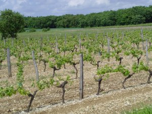 vignes 2